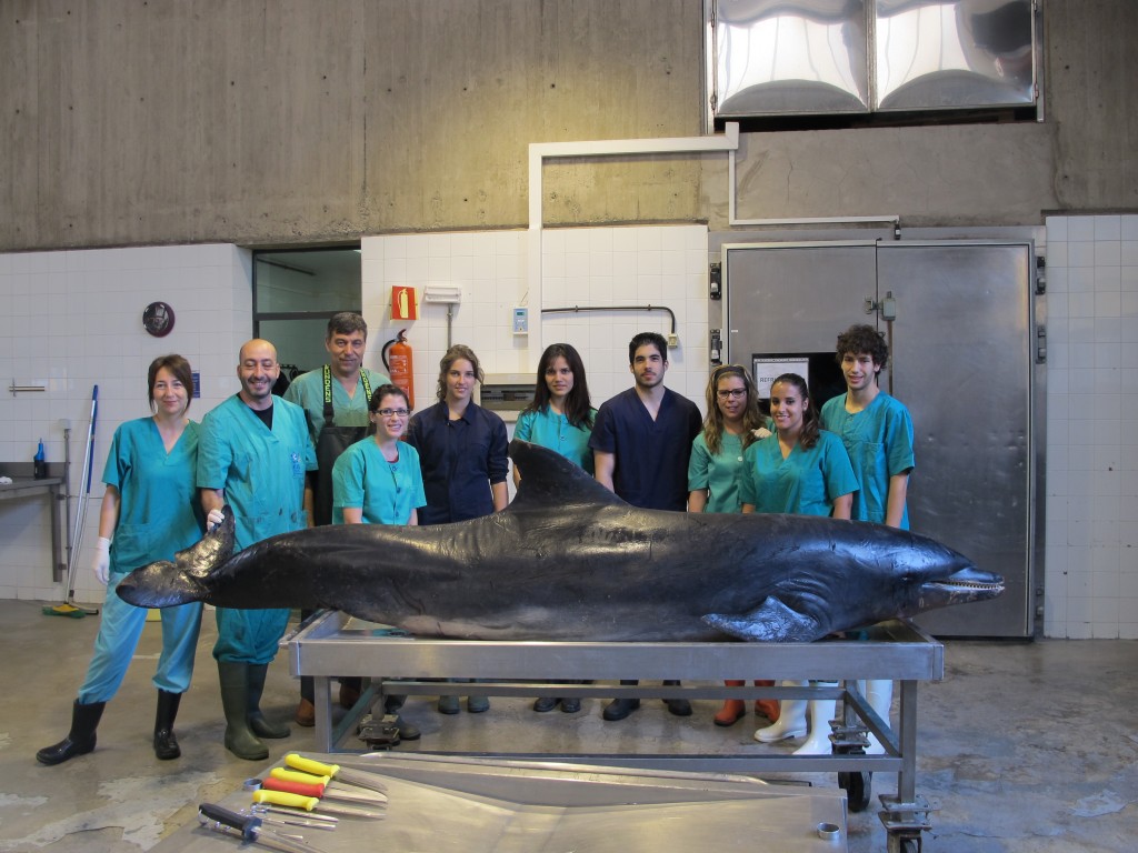 Necropsia de un delfín en las Instalaciones del IUSA